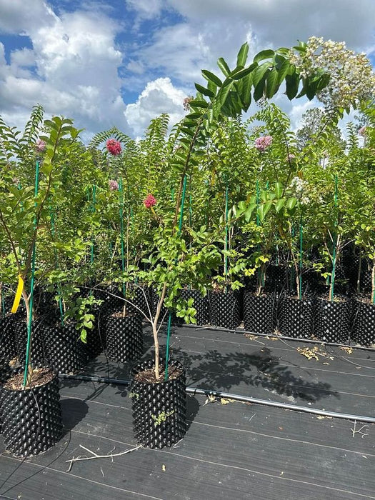 Crape / Crepe Myrtle 4 Varieties