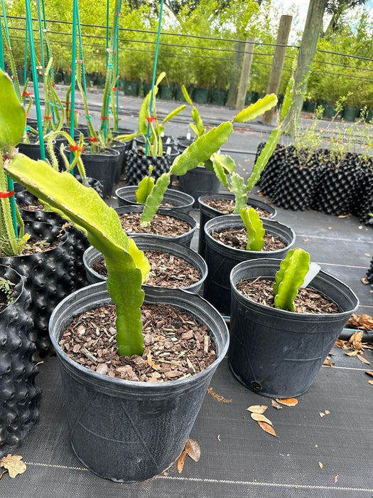 White Dragon Fruit