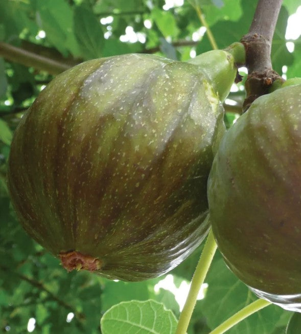 Fig 'Olympia'