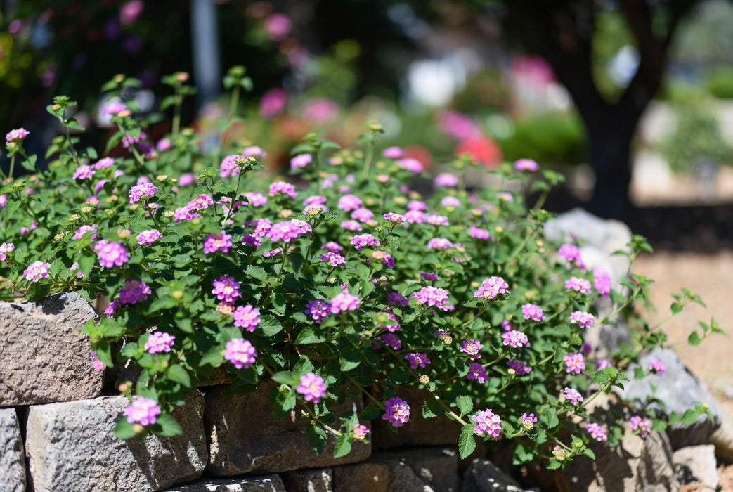 Lantana - Pink Trailing