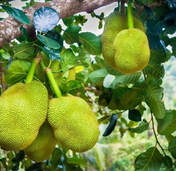 Jackfruit