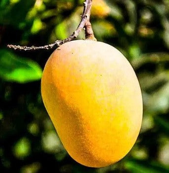 Mango-Cat Saigon Tree - Main Image