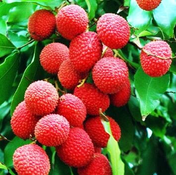 Lychee Mauritius Tree