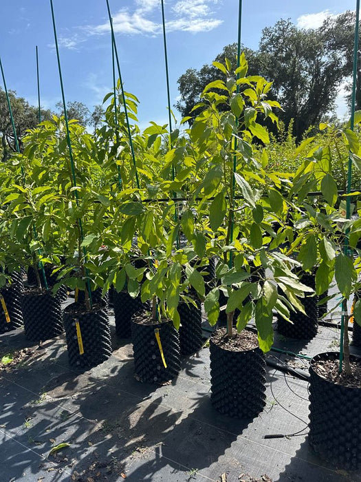 Monero Tree Avocado-Monroe Tree Type B — Jolly Green Nursery