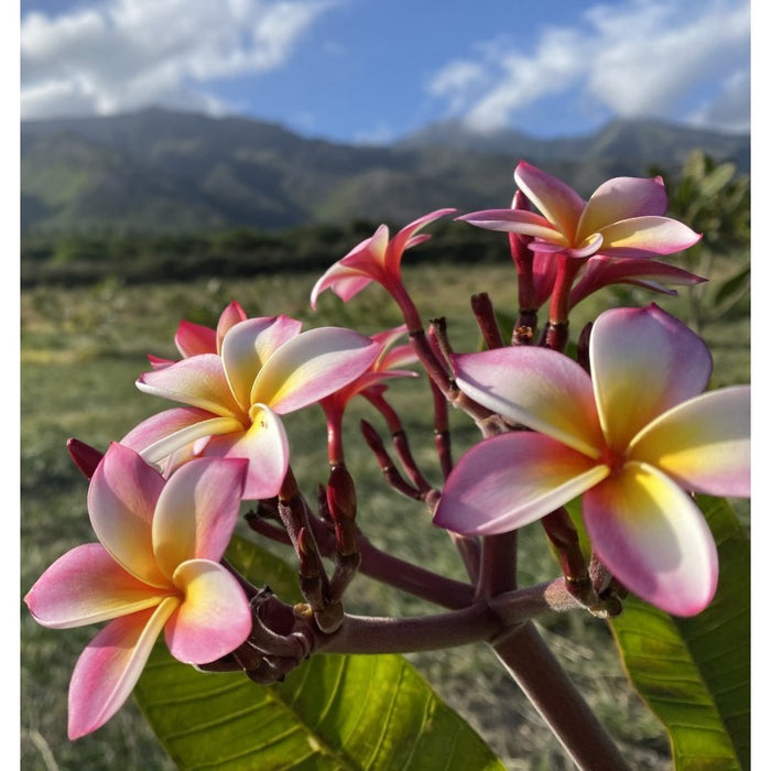 Plumeria