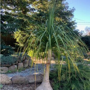 small ponytail palm for sale Ponytail Palm — Jolly Green Nursery