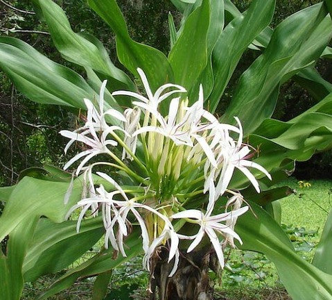 spider lily crinum Crinum Lily Queen Emma