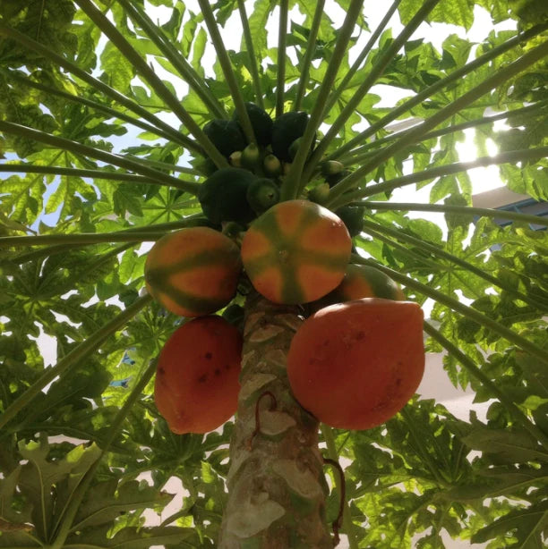 Papaya-Red Lady — Jolly Green Nursery
