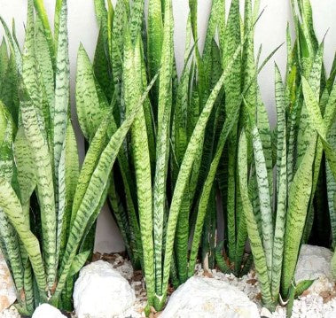 snake plants near me for sale Snake Plant — Jolly Green Nursery
