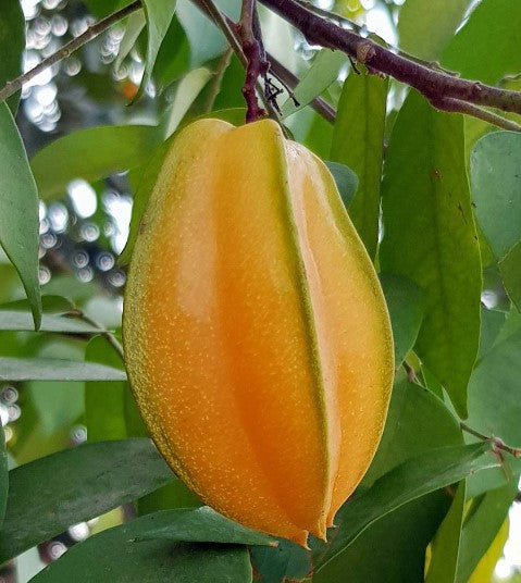 Carambola Sri Kembangan Tree — Jolly Green Nursery
